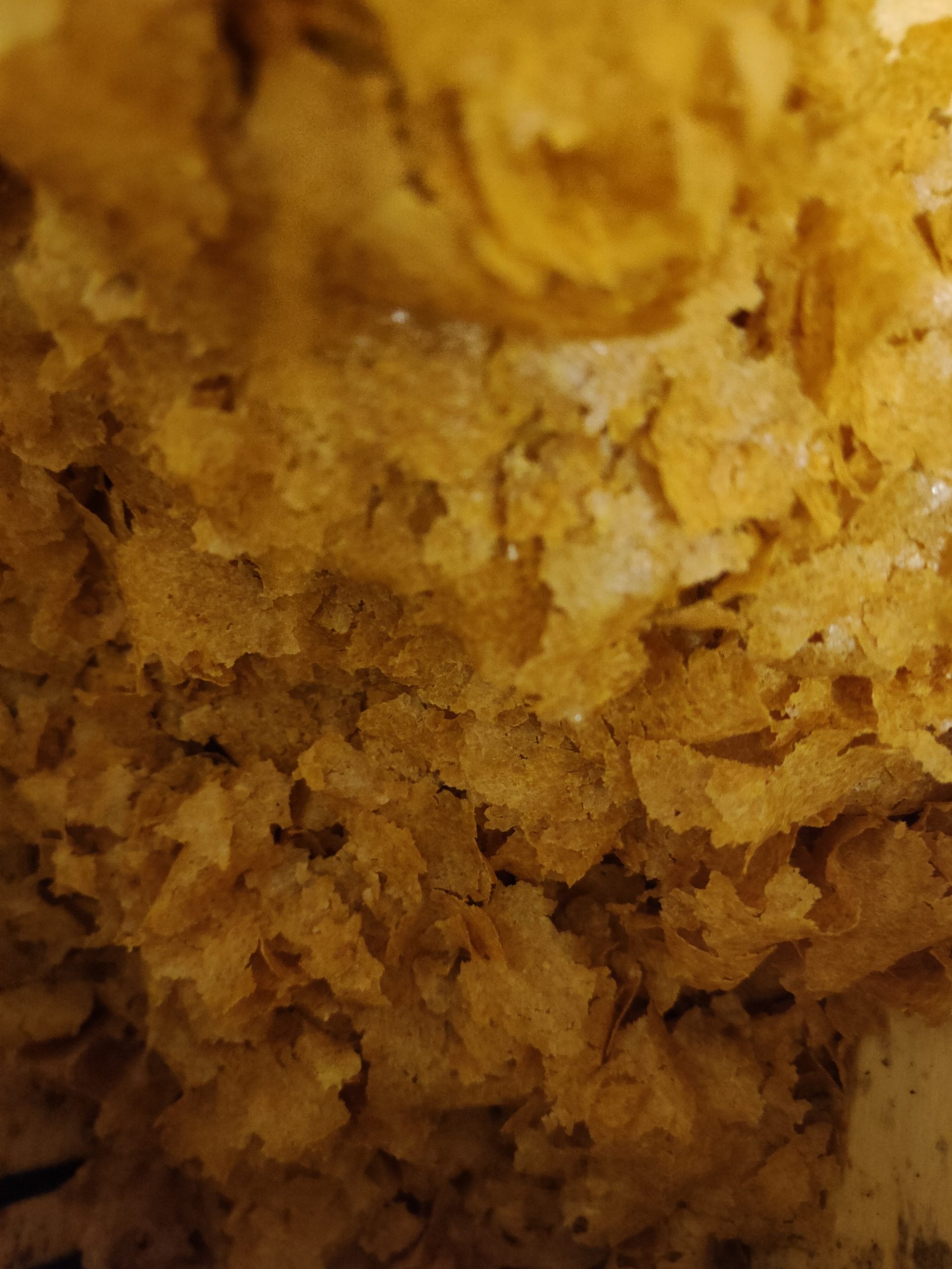 Makuch / śruta Len złoty 1kg